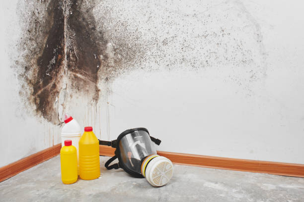 Best Fast Mold Removal  in Latimer, MS