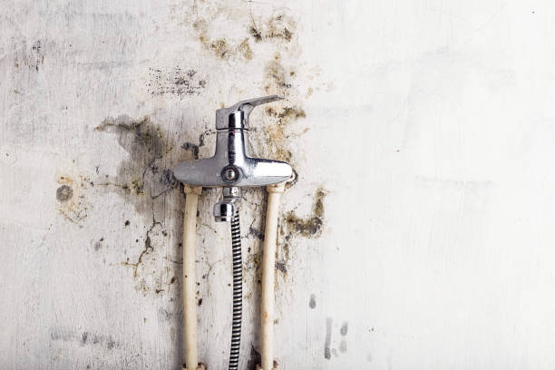 Best Residential Mold Removal  in Latimer, MS