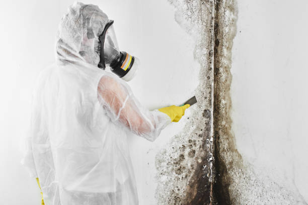 Attic Mold Removal in Latimer, MS