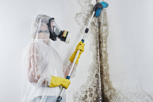 Best Commercial Mold Removal  in Latimer, MS