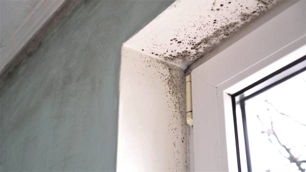 Best Mold Testing  in Latimer, MS