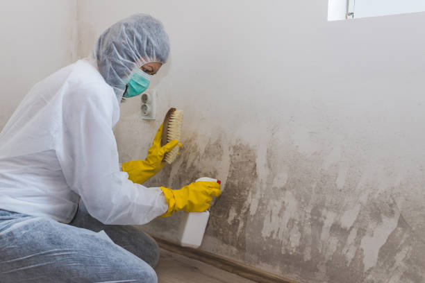 Best Mold Remediation  in Latimer, MS