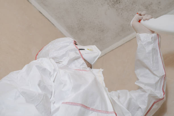 Best Home Mold Removal  in Latimer, MS