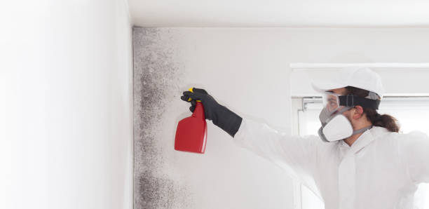 Best Professional Mold Removal  in Latimer, MS