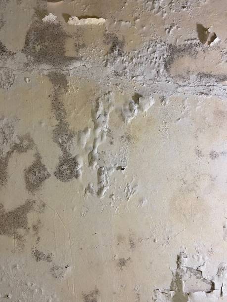 Best Mold Removal Company Near Me  in Latimer, MS