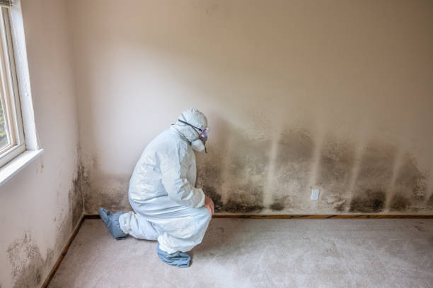 Best Professional Mold Removal  in Latimer, MS