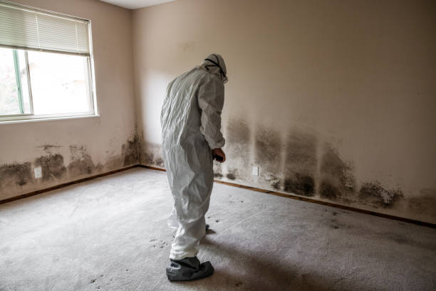 Best Mold Damage Repair  in Latimer, MS
