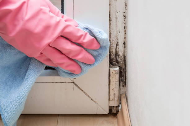 Best Mold Removal Specialists  in Latimer, MS