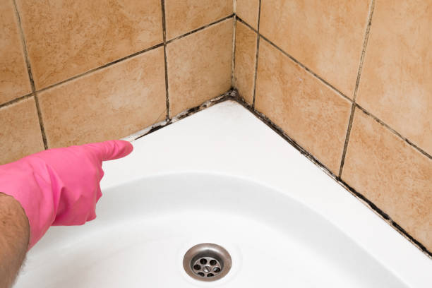 Best Mold Cleaning Services  in Latimer, MS